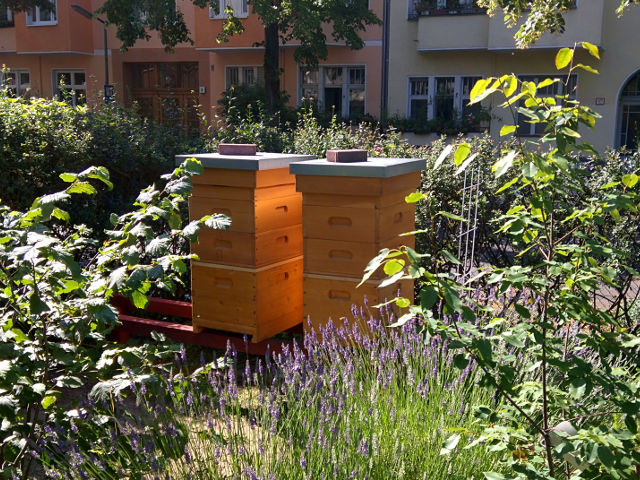 Bienenst&ouml;cke mit aufgesetzen Honigr&auml;umen im Juli 2015